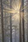 USA- Oregon. Lookout State Park with fog and sun breaking through amongst Sitka spruce forest Art Print